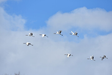 Bird watching, red-crowned crane, in
 winter