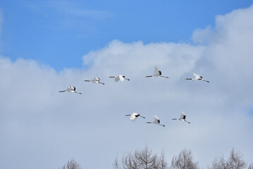 Bird watching, red-crowned crane, in
 winter