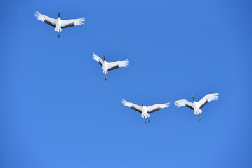 Bird watching, red-crowned crane, in
 winter