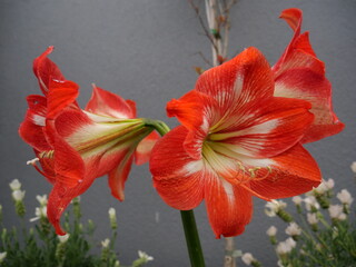 .Hippeastrum striatum, the striped Barbados lily, a flowering perennial herbaceous bulbous plant.