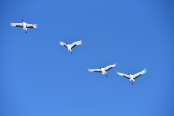 Bird watching, red-crowned crane, in
 winter