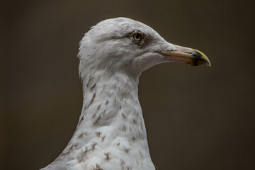 Gros plan de goéland