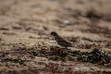 Gros plan de moineau