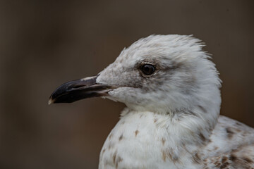 Gros plan de goéland