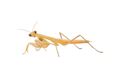 Baby Praying mantis isolated on white background, Mantis religiosa