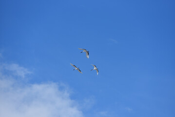 Bird watching, red-crowned crane, in
 winter