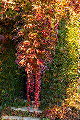 Decor and texture. Red, orange and gold leaves of Parthenocissus tricuspidata 'Veitchii' or Boston ivy on walls of country house. Close-up. Grape ivy, Japanese ivy or Japanese creeper adorn walls