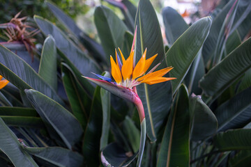 Strelitzia
