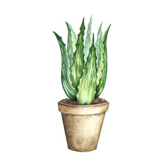 Aloe vera. Watercolor illustration. Aloe vera bush in a pot. For labels and packaging of cosmetology, medicine