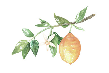Yellow lemon on a branch with leaves and white flowers. Watercolor illustration. Isolated on a white background. For design stickers, nature prints, kitchen accessories, product packaging with citrus