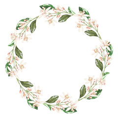 Obraz premium A wreath of small branches of flowers. White buds of citrus, orange, bergamot, mandarin, lime. Watercolor illustration.Isolated on a white background. For your design stickers, plates, napkins, cards