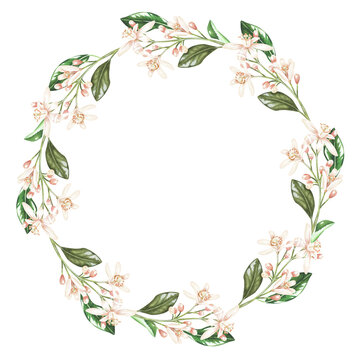 A wreath of small branches of flowers. White buds of citrus, orange, bergamot, mandarin, lime. Watercolor illustration.Isolated on a white background. For your design stickers, plates, napkins, cards