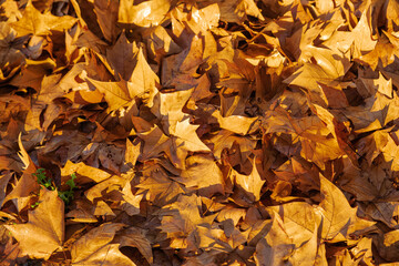 carpet of dead leaves in autumn