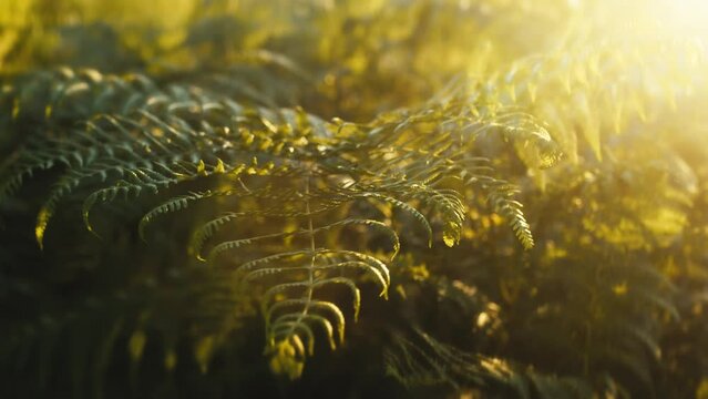 Bracken leaves at sunset light 