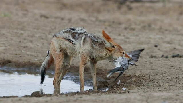 A black-backed jackal (Canis mesomelas) eating a dove it caught, Kalahari desert, South Africa