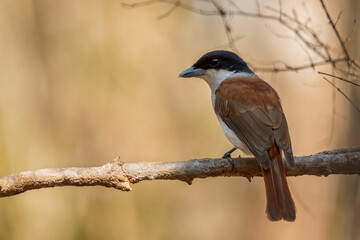 Rufous Vanga - Schetba rufa, beautiful colorful endemic bird from Madagascar forest.