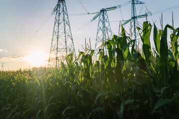 Corn field with high voltage power line on background, electrification rural countryside