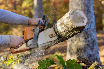 Professional man utilities cutting broken trunk tree with chainsaw after hurricane