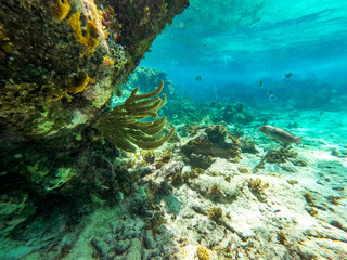 Fototapeta na wymiar Shoal of colorful tropical fish in a coral reef underwater sea, Caribbean, Dominican Republic 