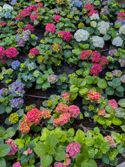 Hydenyia flower in garden