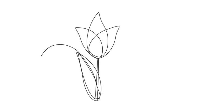 Continuous Thin Line Flower Drawing Animation, Minimalist Botanical Drawing, One Line Art Flowering Blossom Animated Illustration, Single Floral Outline, Simple Plant Draw