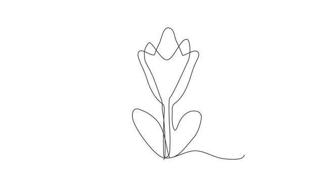 Continuous Thin Line Flower Drawing Animation, Minimalist Botanical Drawing, One Line Art Flowering Blossom Animated Illustration, Single Floral Outline, Simple Plant Draw