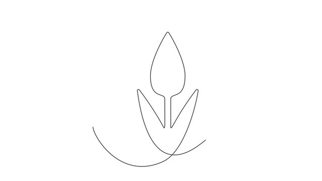 Continuous Thin Line Flower Drawing Animation, Minimalist Botanical Drawing, One Line Art Flowering Blossom Animated Illustration, Single Floral Outline, Simple Plant Draw