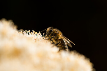 Close-up view of bee at work on flower