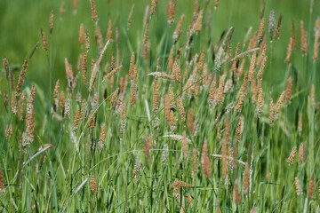Wiesen-Fuchsschwanz (Alopecurus pratensis)