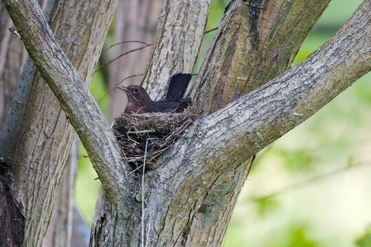 Freistehendes Amselnest in einer Weide