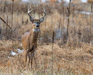 Wild buck in an early winter snow