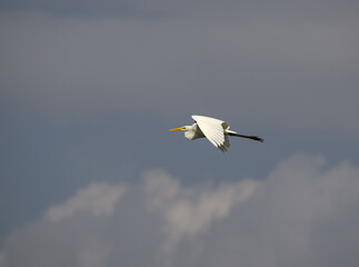 Great Egret in flight against sky