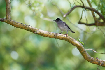 Männchen der Mönchsgrasmücke (Sylvia atricapilla)