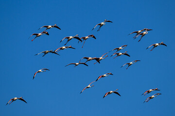 Flock of Greater Flamingos  flying against blue sky 