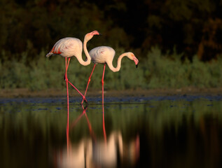 Two Greater Flamingos with reflection foraging on the pond  against green background