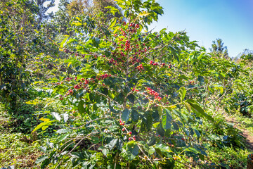 Fototapeta na wymiar Ripe coffee beans on the plant waiting to be harvested in the fields.