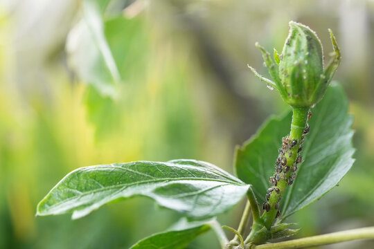 Aphids on hibiscus hi-res stock photography