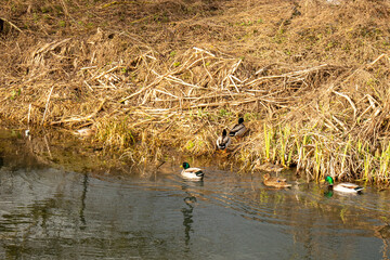 River wildlife and ducks.