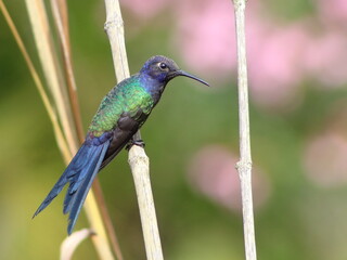 hummingbirds