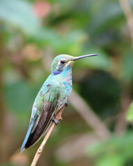Fototapeta na wymiar hummingbirds