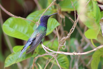 hummingbirds
