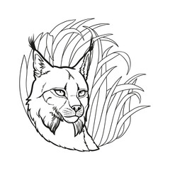 Vector illustration with lynx's muzzle on a grass background. Coloring page with wild animal and floral elements.