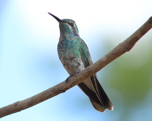 hummingbirds