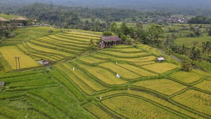 Bali, Indonesia - November 13, 2022: The Jatiluwih and Sidemen Terrace Rice Fields