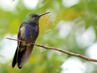 hummingbirds