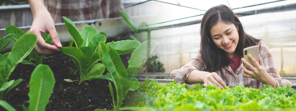 A Female Asian Farmer is checking the quality of vegetable leaf in the soil garden plot or greenhouse. Growing and take care of an organic vegetable farm. Concept of agrotourism background.