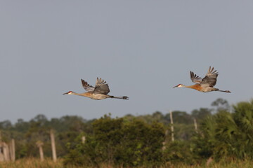  Sandhill crane - Viera Wetlands Florida USA