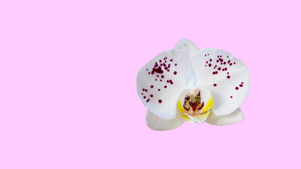 Isolated Phalaenopsis Hybrids or Moth orchids with clipping paths on purple background