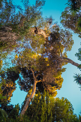 Beautiful view of trees in the Malaga Botanical Garden