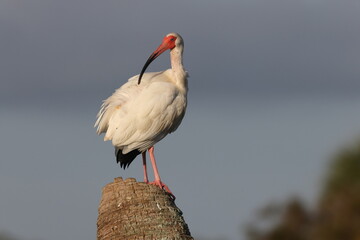  White Ibis -Viera Wetlands  Florida USA